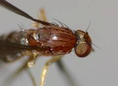 Australachalcus medius