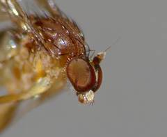 Australachalcus medius
