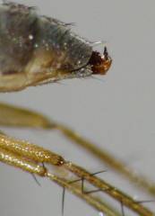 Australachalcus medius