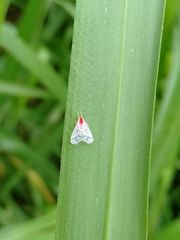 Saccharodite coccinea