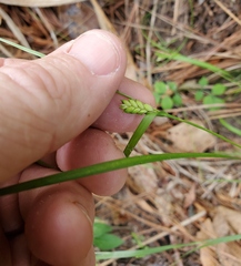 Carex planispicata