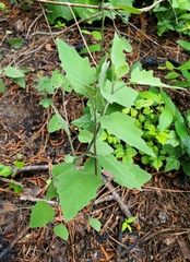 Physalis mollis