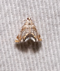 Eoparargyractis irroratalis