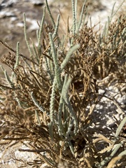 Ivesia kingii eremica