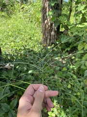 Digitaria horizontalis