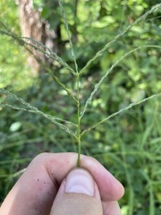 Digitaria horizontalis