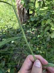 Digitaria horizontalis