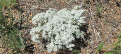 Leptosiphon floribundus glaber