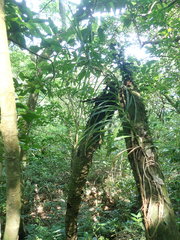 Freycinetia formosana