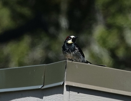 iNaturalist observation photo of Acorn Woodpecker