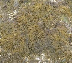 Gracilaria pacifica