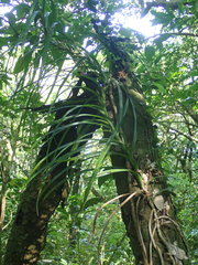 Freycinetia formosana