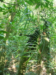 Freycinetia formosana