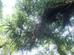 Freycinetia formosana