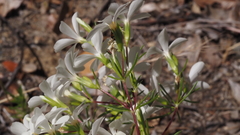 Leptosiphon floribundus glaber