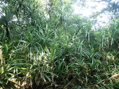 Freycinetia formosana