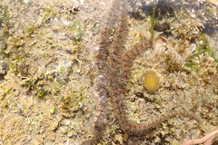 Ophiothrix rudis