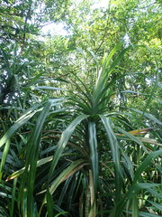 Freycinetia formosana