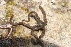 Ophiothrix rudis
