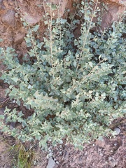 Atriplex rusbyi