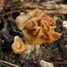 Gyromitra gigas - Photo (c) rdegeer, some rights reserved (CC BY-NC), uploaded by rdegeer