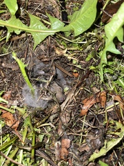 Sylvilagus floridanus