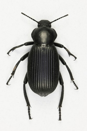 Obscure Darkling Beetle