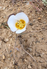 Calochortus ciscoensis