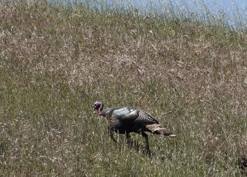 iNaturalist observation photo of Wild Turkey