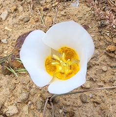 Calochortus ciscoensis