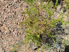 Baccharis boliviensis