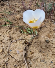 Calochortus ciscoensis
