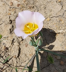 Calochortus ciscoensis