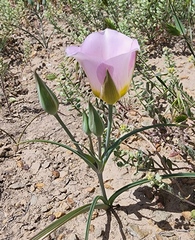 Calochortus ciscoensis