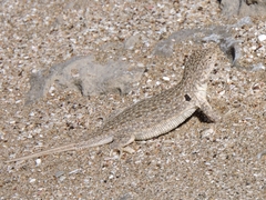 Liolaemus multimaculatus