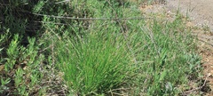 Carex subfusca