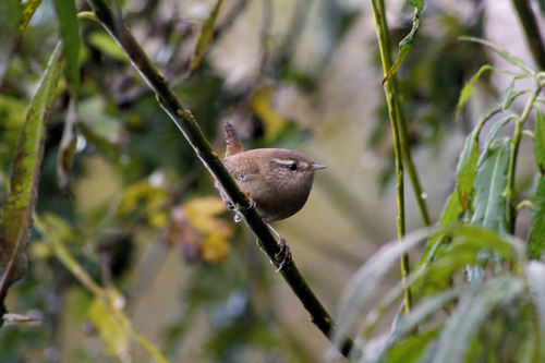 Troglodytes troglodytes