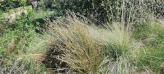 Juncus effusus austrocalifornicus