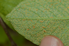 Uromyces ari-triphylli