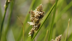 Carex subfusca