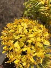 Pittocaulon praecox