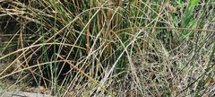 Juncus effusus austrocalifornicus