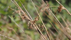 Juncus effusus austrocalifornicus