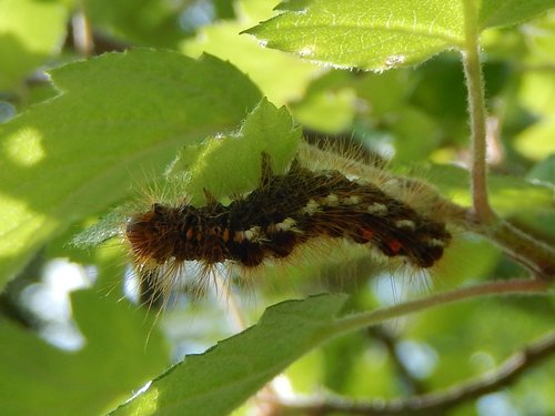 Brown-tail moth