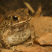 Asian Common Toad - Photo (c) Sam Hambly, some rights reserved (CC BY-NC), uploaded by Sam Hambly