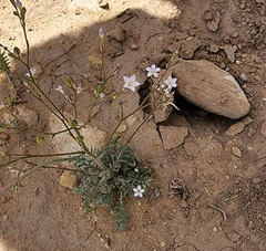 Gilia clokeyi