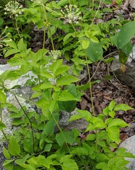 Aralia hispida