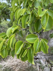 Pisonia subcordata