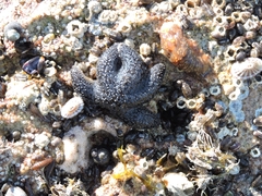 Anasterias antarctica