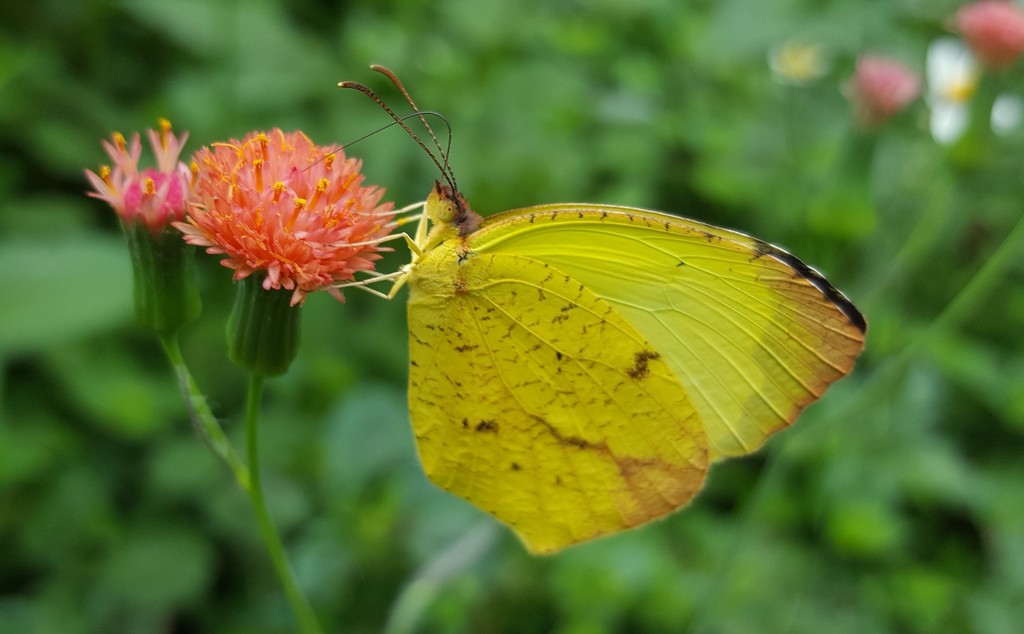 Boisduval's Grass Yellow